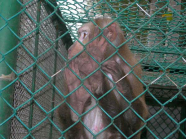 動(dòng)物園防護(hù)柵欄 動(dòng)物園防護(hù)柵欄